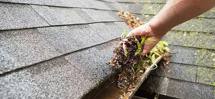 A close-up, high-angle shot showing a person's hand reaching into a metal roof gutter to pull out a large clump of debris. The debris consists of wet, brown leaves, twigs, and small green weeds that have sprouted inside the gutter. The roof is covered in grey asphalt shingles, and the gutter appears partially filled with stagnant water and mud. The image emphasizes the buildup of waste that can lead to drainage issues.